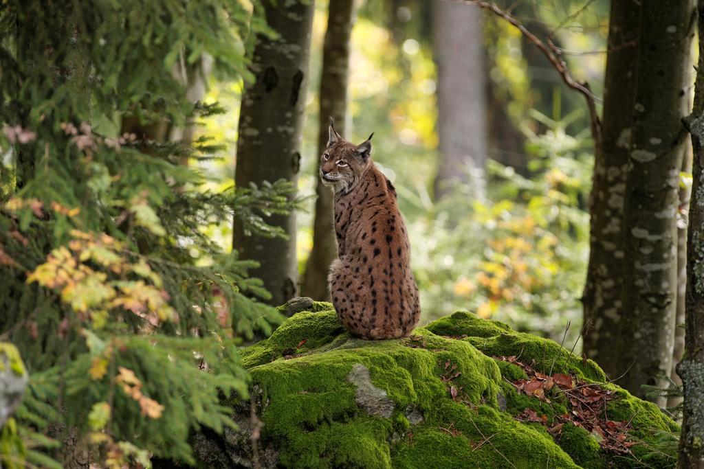 Ferienwohnung Im Landhaus Am Nationalpark Ludwigsthal Εξωτερικό φωτογραφία